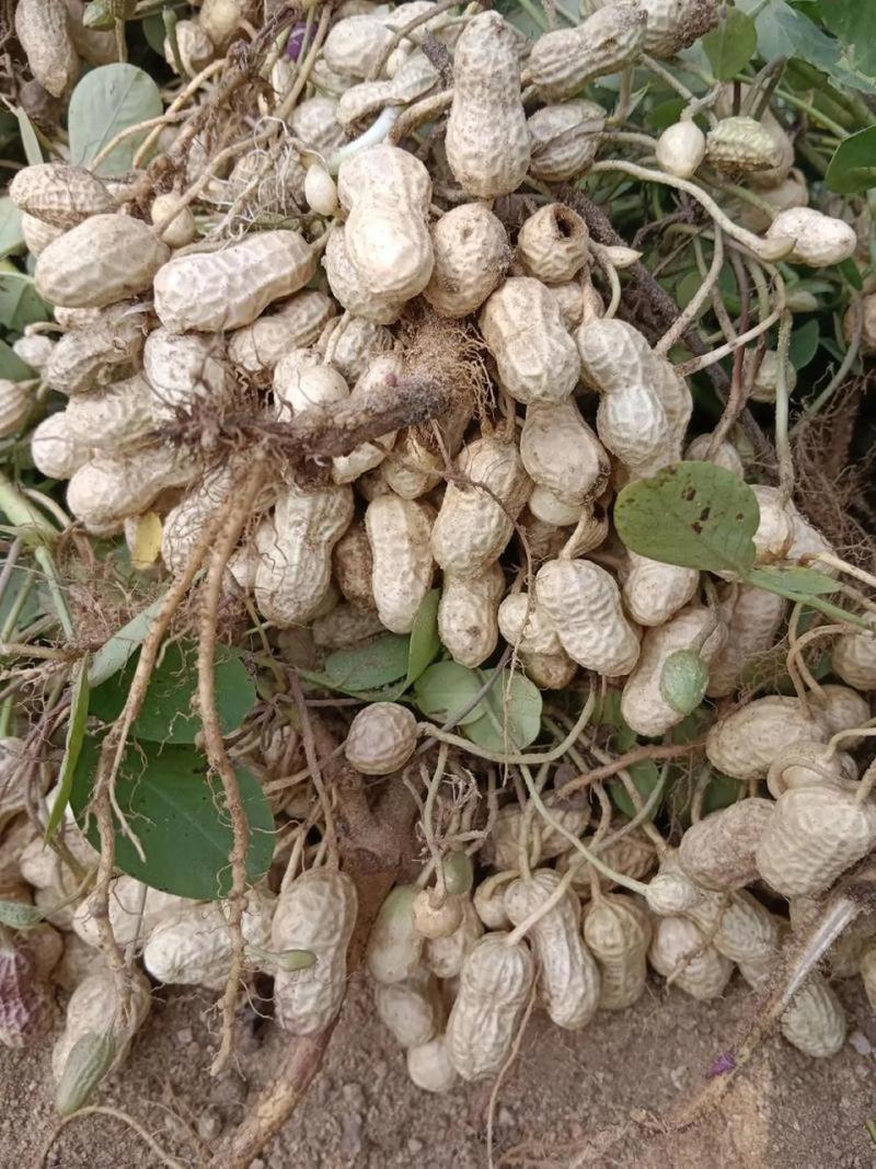 航园驻花13号花生种子纯手工剥米高产耐寒耐旱原装正品