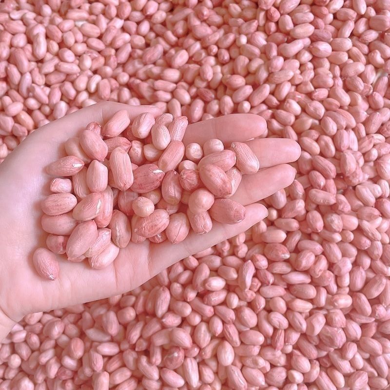 航园驻花13号花生种子纯手工剥米高产耐寒耐旱原装正品