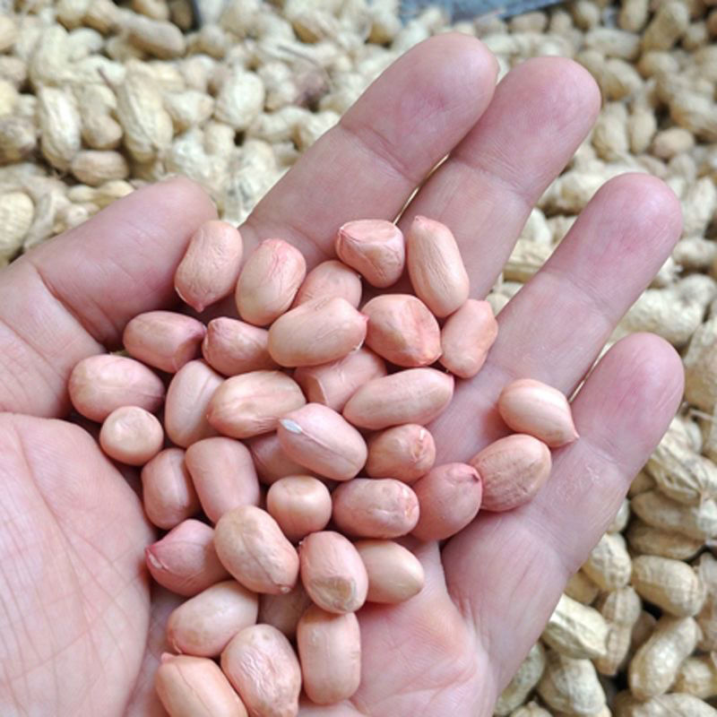 航园驻花13号花生种子纯手工剥米高产耐寒耐旱原装正品