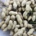 航园驻花13号花生种子纯手工剥米高产耐寒耐旱原装正品