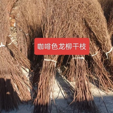 河北定州咖啡色龙柳干枝干花插花室内干花装饰