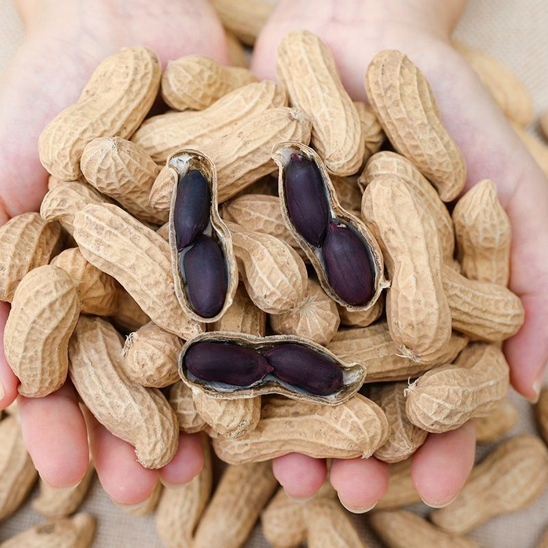 航园黑宝石花生种子高产早熟大粒黑花生种子春夏大田用种