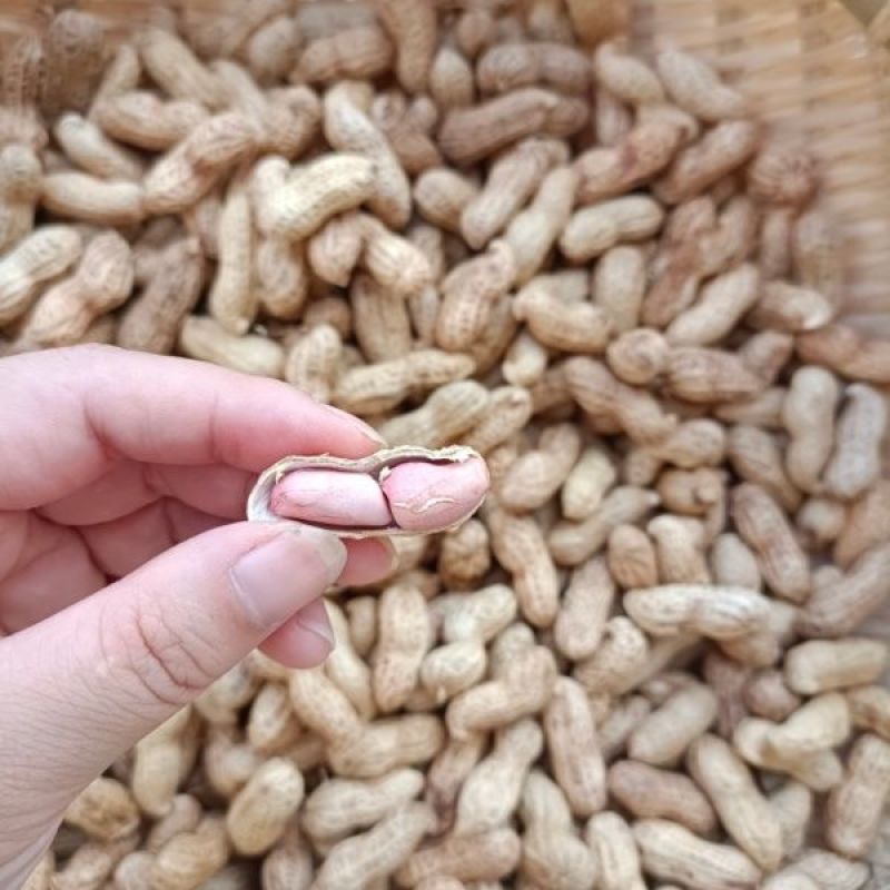开农301花生种子耐重茬抗病高产活杆成熟油食型花生
