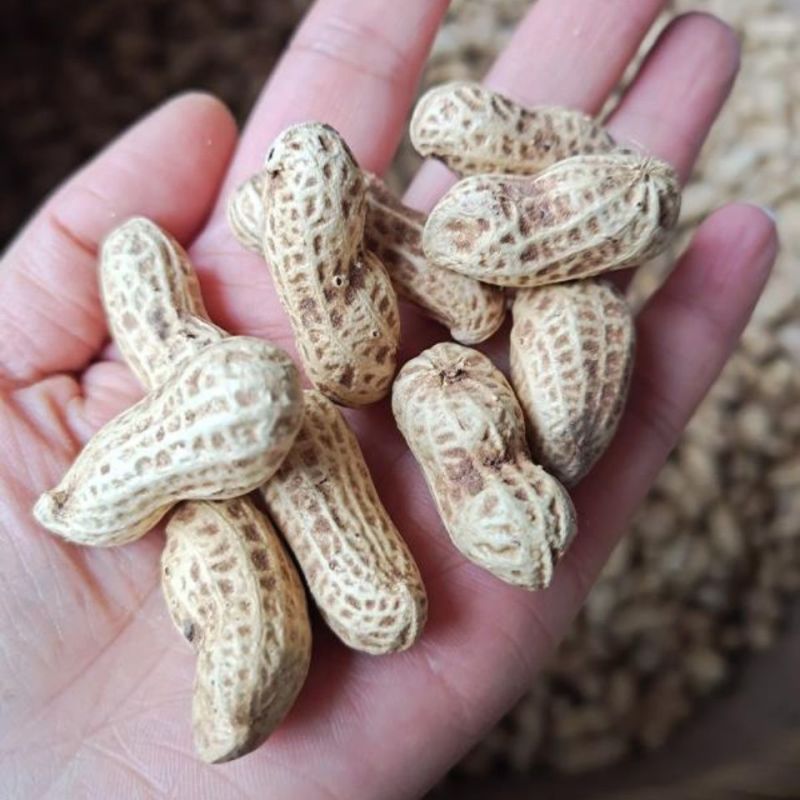 开农301花生种子耐重茬抗病高产活杆成熟油食型花生