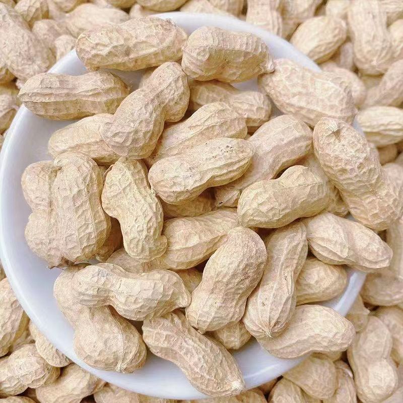 开农301花生种子耐重茬抗病高产活杆成熟油食型花生