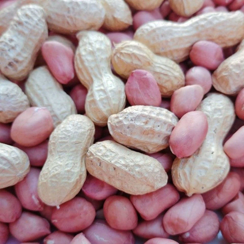开农301花生种子耐重茬抗病高产活杆成熟油食型花生