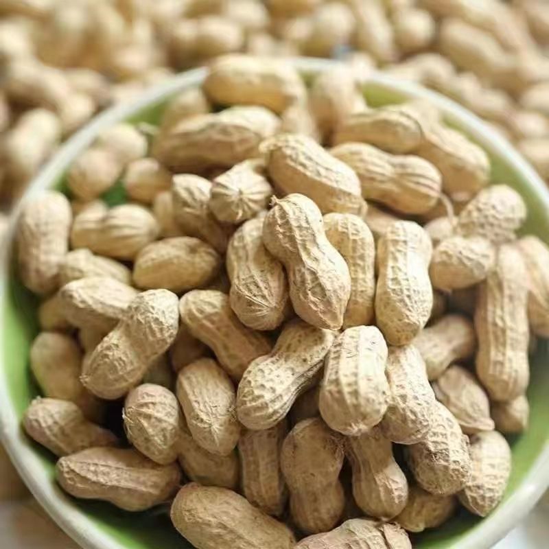 开农301花生种子耐重茬抗病高产活杆成熟油食型花生