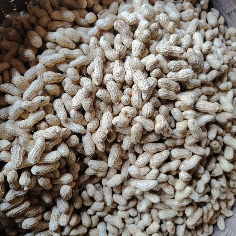 开农301花生种子耐重茬抗病高产活杆成熟油食型花生