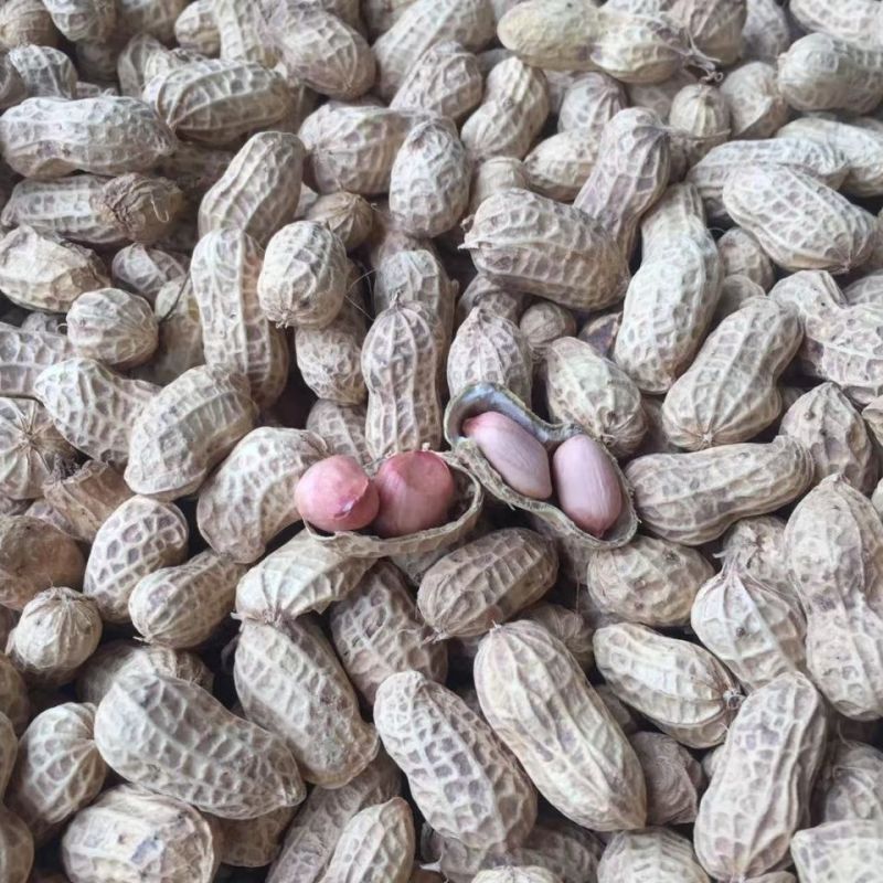 开农301花生种子耐重茬抗病高产活杆成熟油食型花生