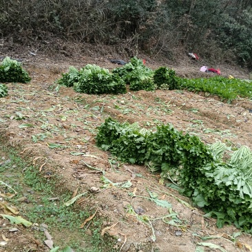 雪里红种植基地