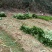 雪里红种植基地