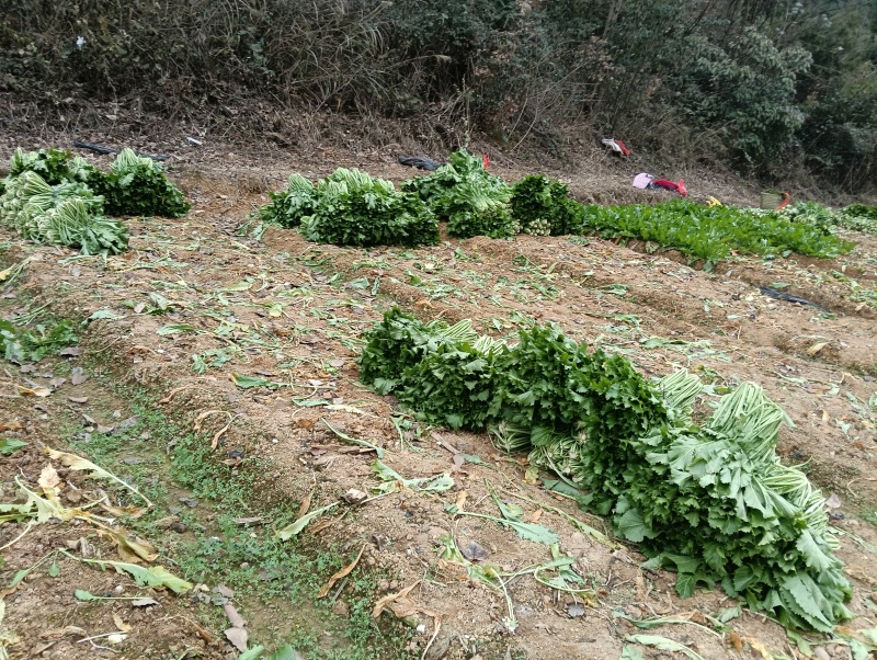 雪里红种植基地
