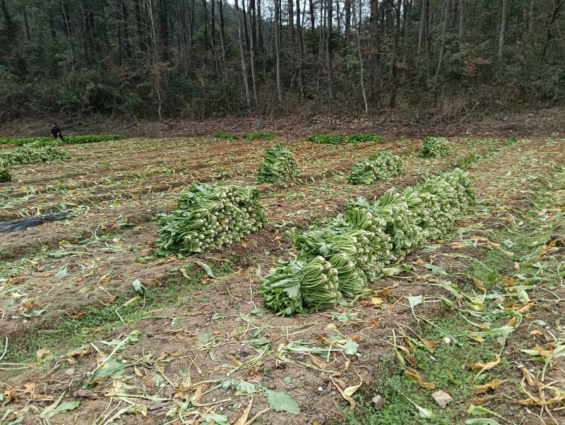 雪里红种植基地