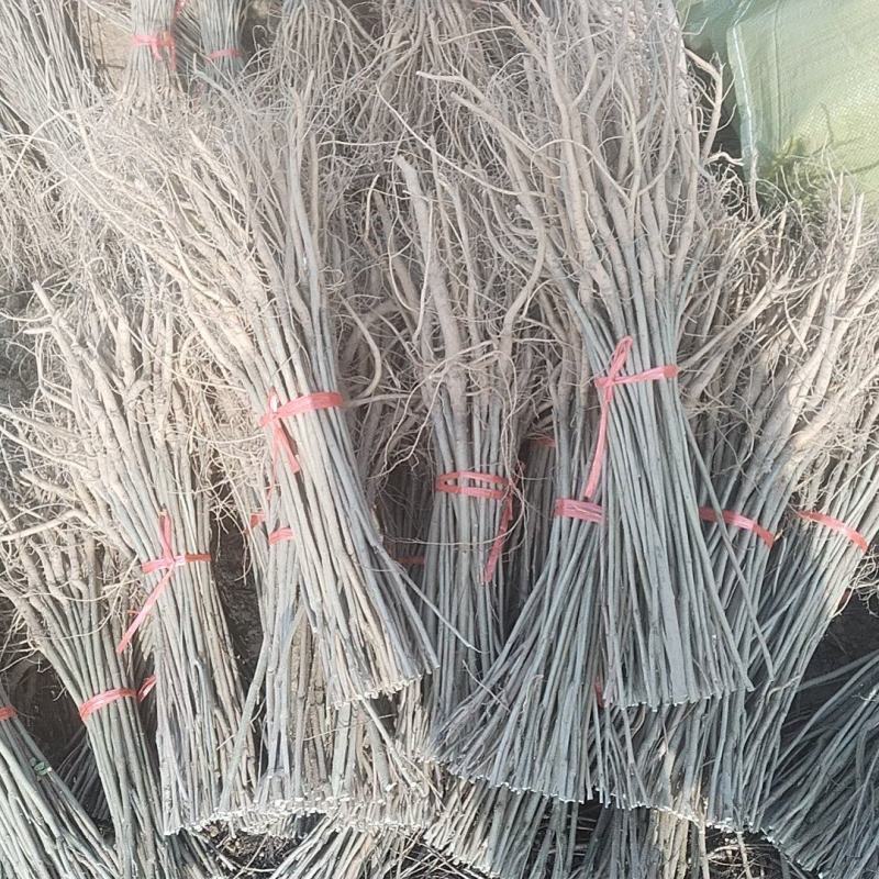 常年出售紫惠槐，规格的起全，大量出售欢迎来实地考察合作恰
