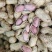 郑农花19号薄皮花生种子耐重茬抗病高产油食两用型花生手工