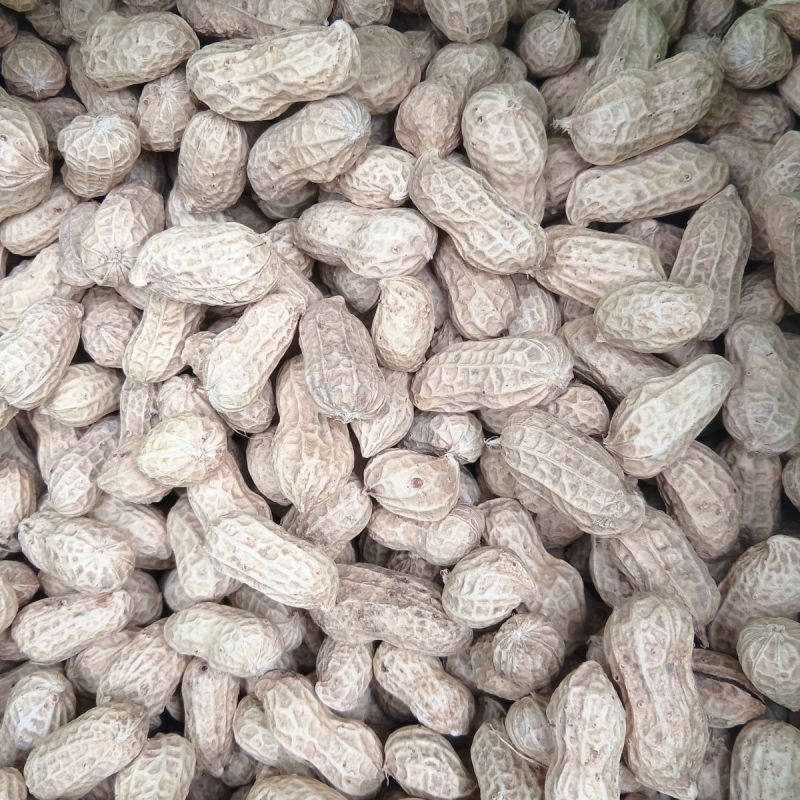 郑农花19号薄皮花生种子耐重茬抗病高产油食两用型花生手工