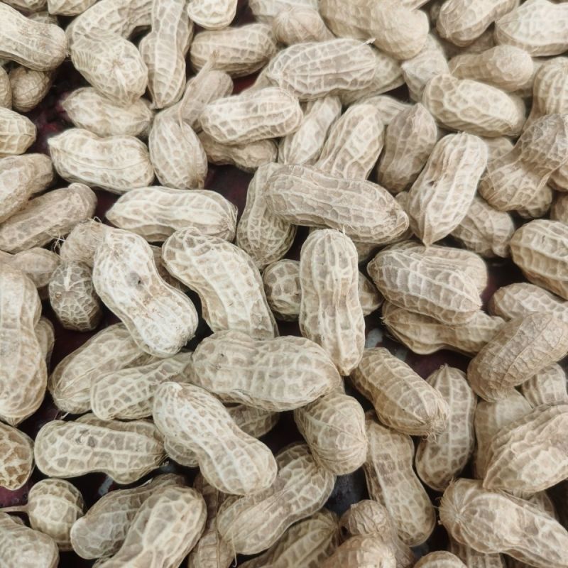 郑农花19号薄皮花生种子耐重茬抗病高产油食两用型花生手工