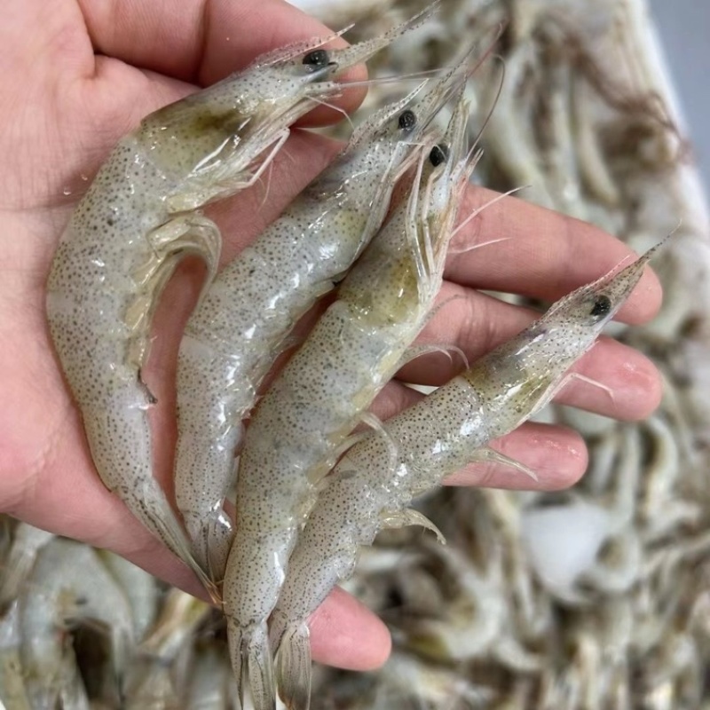 连云港羊毛虾工厂直销