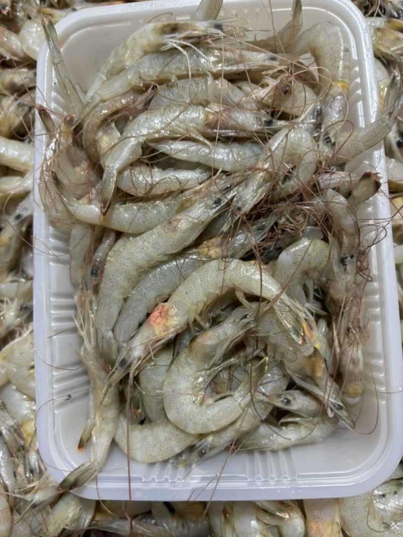 连云港羊毛虾工厂直销