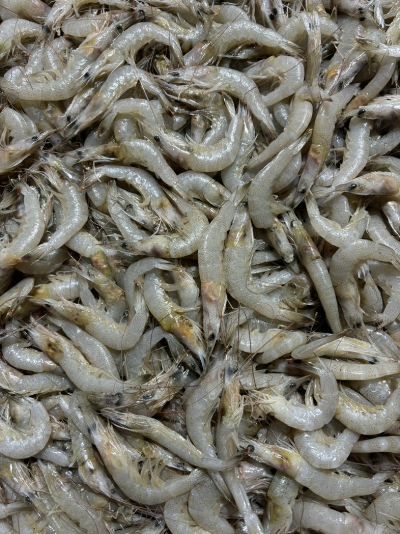连云港羊毛虾工厂直销