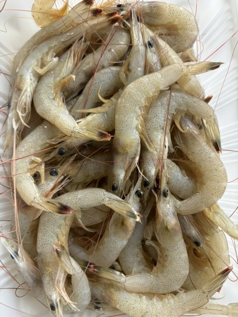 连云港羊毛虾工厂直销