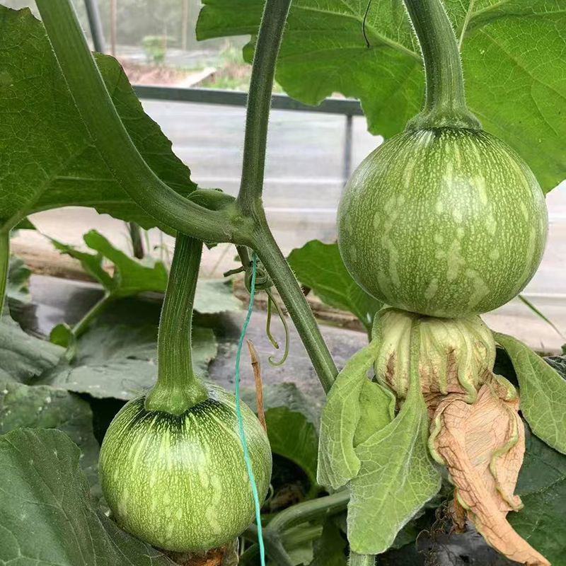 玉玲珑305圆形西葫芦种子口感好翠绿细嫩早熟高产