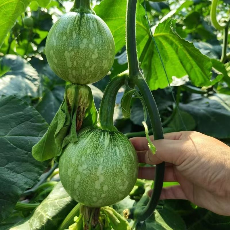 玉玲珑305圆形西葫芦种子口感好翠绿细嫩早熟高产