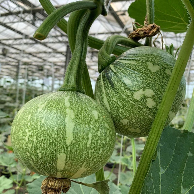 玉玲珑305圆形西葫芦种子口感好翠绿细嫩早熟高产
