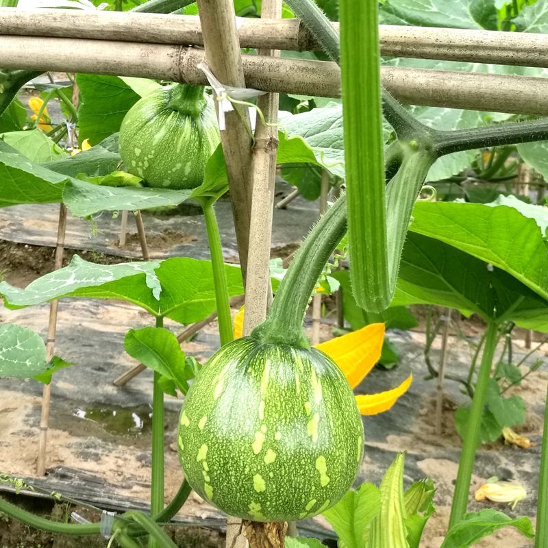 玉玲珑305圆形西葫芦种子口感好翠绿细嫩早熟高产