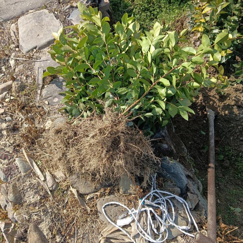 实生油茶苗，品质保证，产地直发，欢迎来电咨询