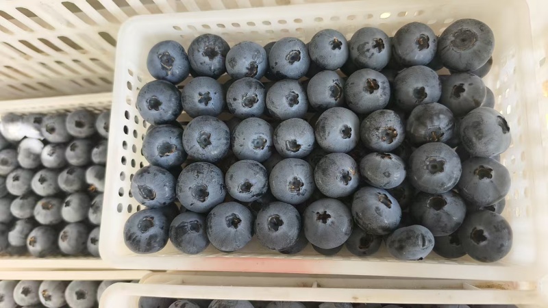 蓝莓山东公爵蓝莓大量上市品种齐全耐运输全国发货