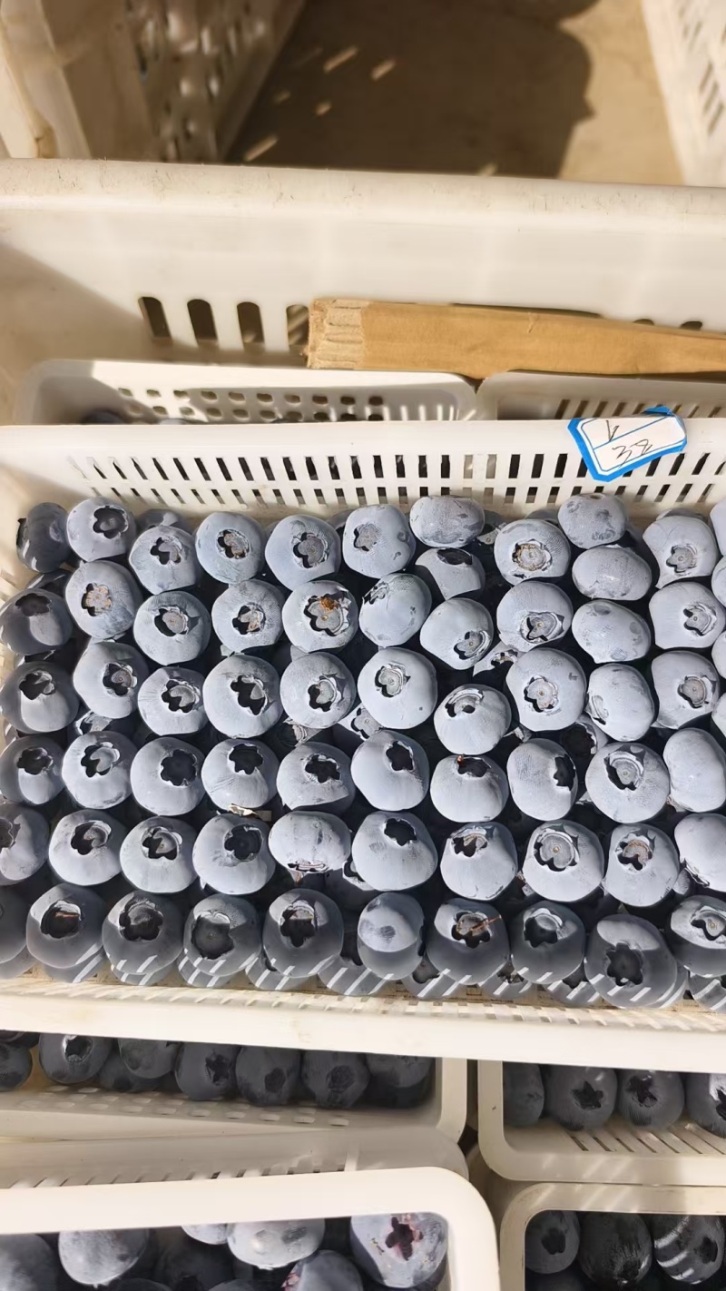 蓝莓山东公爵蓝莓大量上市品种齐全耐运输全国发货