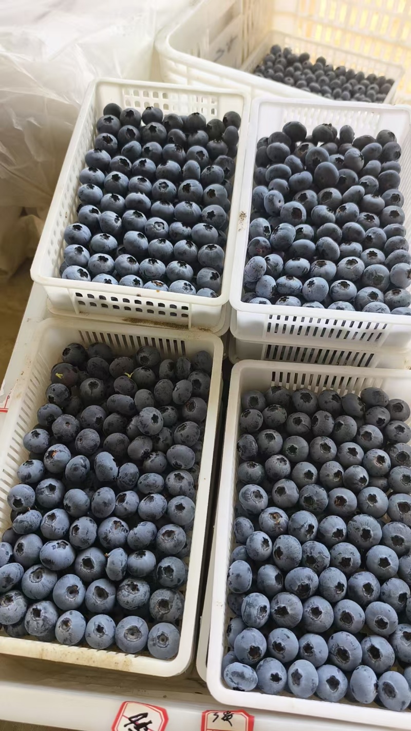 蓝莓山东公爵蓝莓大量上市品种齐全耐运输全国发货