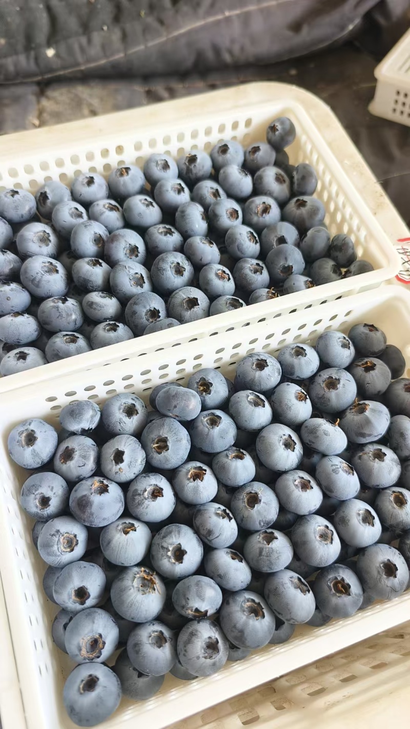 蓝莓山东公爵蓝莓大量上市品种齐全耐运输全国发货
