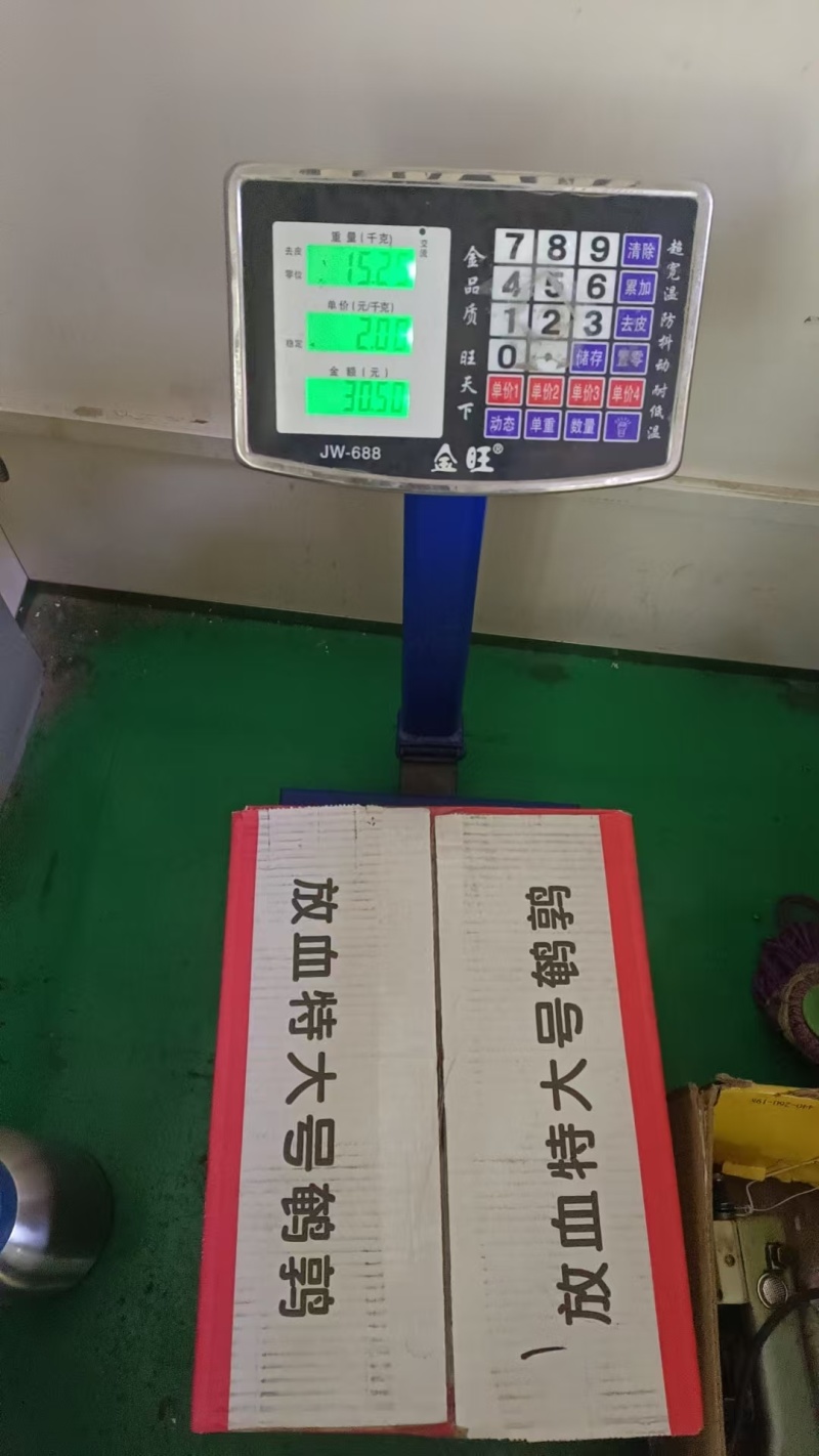 放血鹌鹑厂家直销冷库全国发货