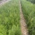 侧柏小苗侧柏容器苗批发价格低各规格各品种有货