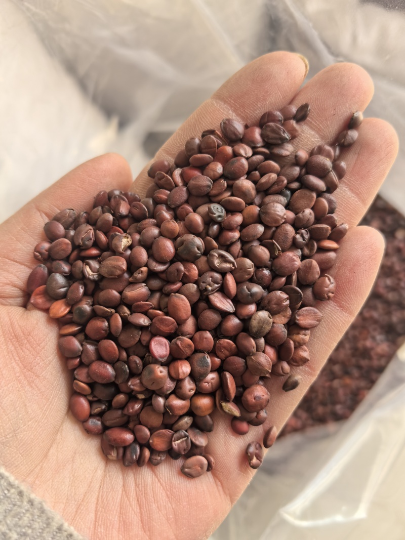 酸枣仁生枣仁国产枣仁山东产地货源正品保证七彩百草