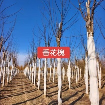 河北定州香花槐槐树花树乔灌木绿化苗木树苗槐花自家苗圃现挖现卖