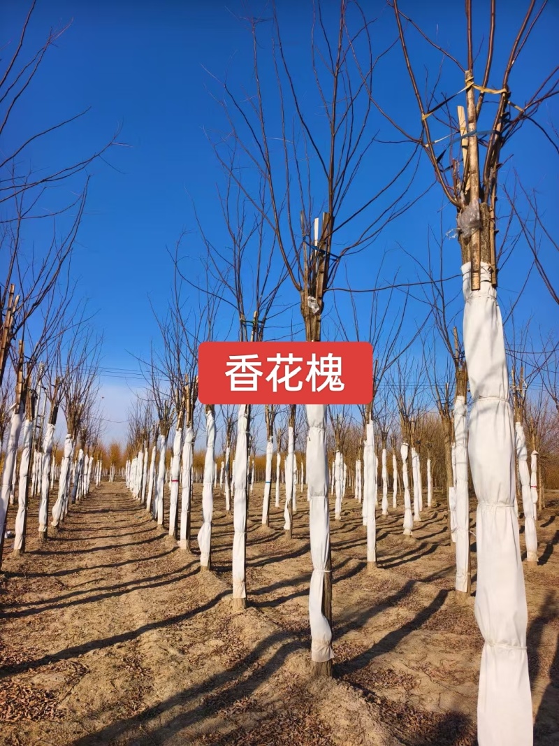 河北定州香花槐槐树花树乔灌木绿化苗木树苗槐花自家苗圃现挖现卖