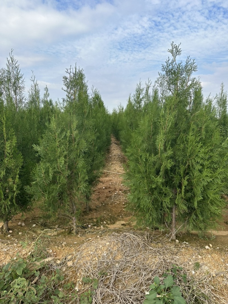 侧柏小苗侧柏容器苗批发价格低各规格各品种有货