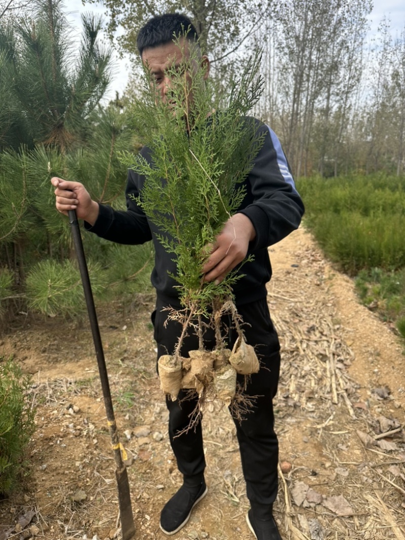 侧柏小苗侧柏容器苗批发价格低各规格各品种有货