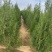 侧柏小苗侧柏容器苗批发价格低各规格各品种有货