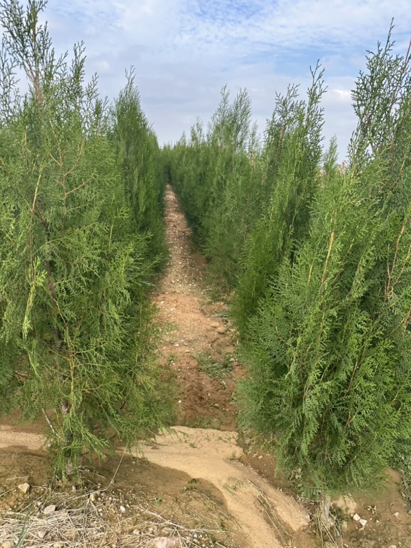 侧柏小苗侧柏容器苗批发价格低各规格各品种有货