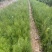 侧柏小苗侧柏容器苗批发价格低各规格各品种有货