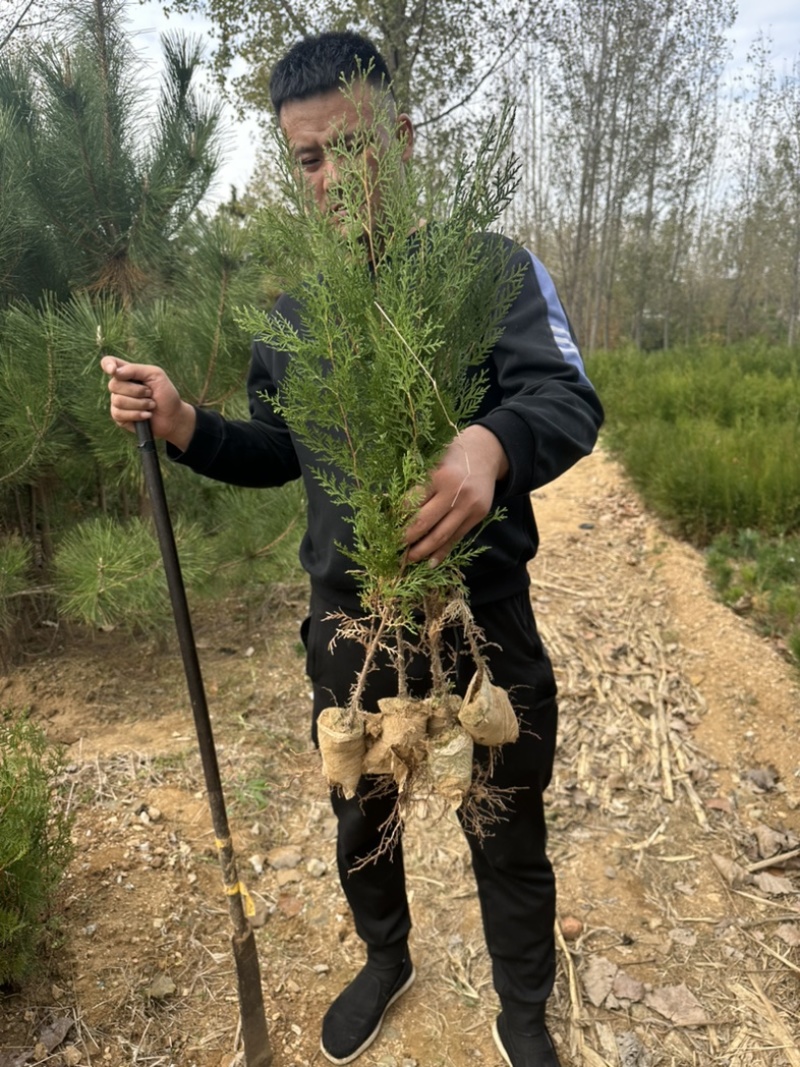 侧柏小苗侧柏容器苗批发价格低各规格各品种有货