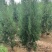 侧柏小苗侧柏容器苗批发价格低各规格各品种有货