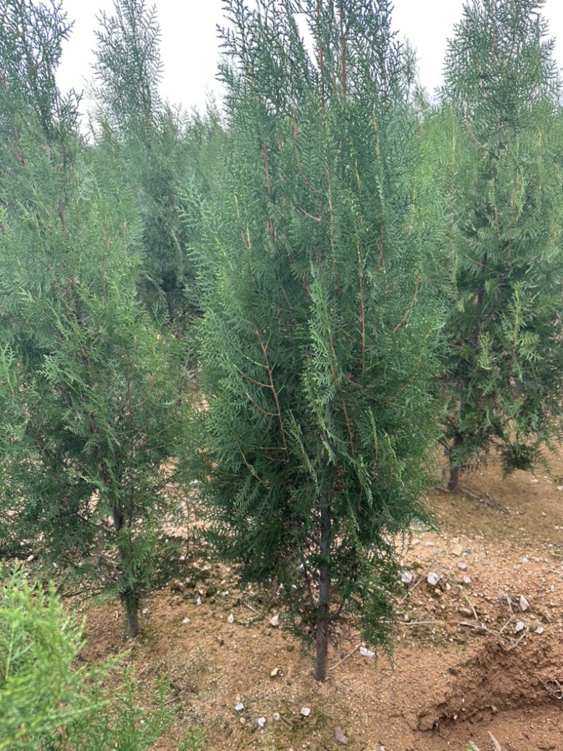 侧柏小苗侧柏容器苗批发价格低各规格各品种有货