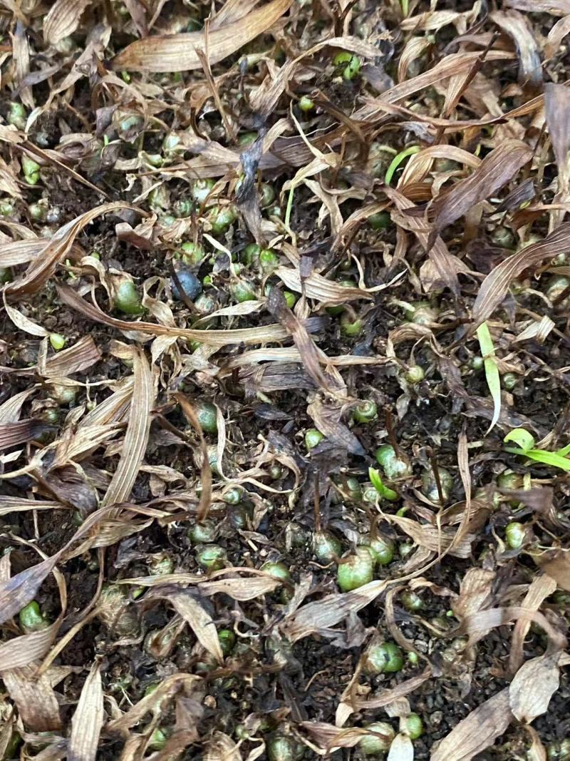 紫花三叉白芨直播苗，品种中宽叶，大宽叶量大，抢购中