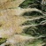 霸王花干货天然无硫农家自产新鲜花七星剑花昙花煲汤材料肇庆