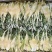 霸王花干货天然无硫农家自产新鲜花七星剑花昙花煲汤材料肇庆